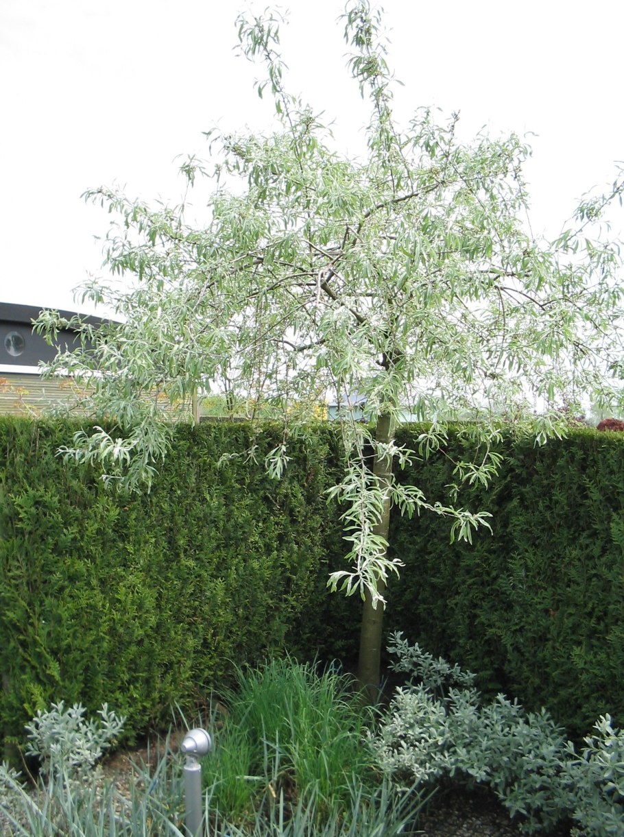 Груша декоративная Лиана