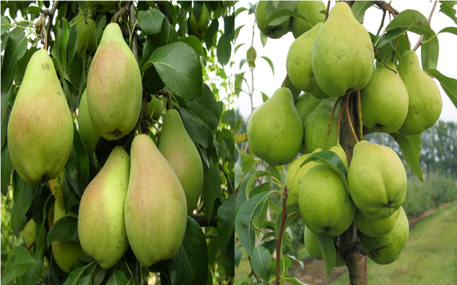 Ива серебристая (лохолистная) Salix elaeagnos