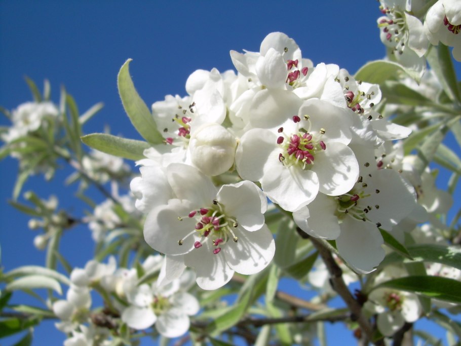 Pyrus salicifolia pendula