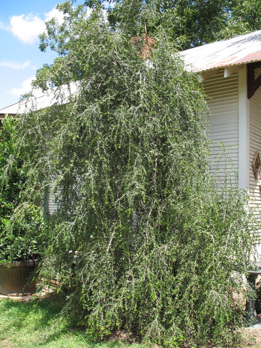 Дуб иволистный