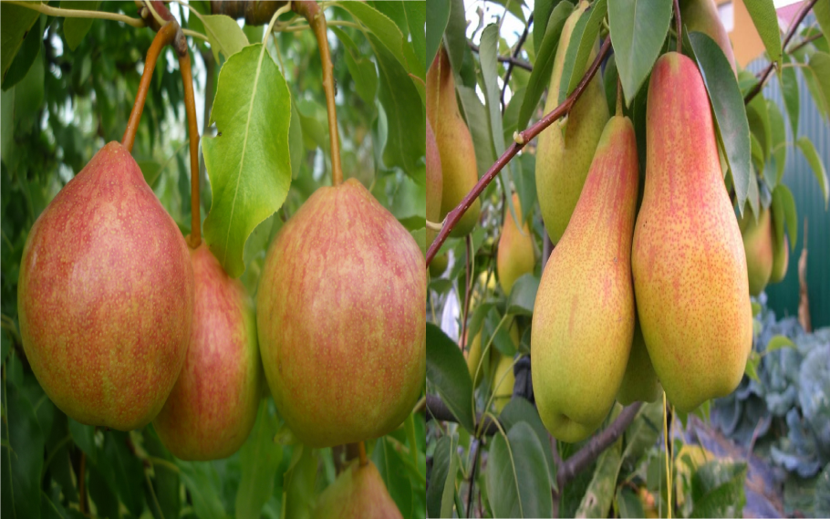 Груша бере прекос Мореттини