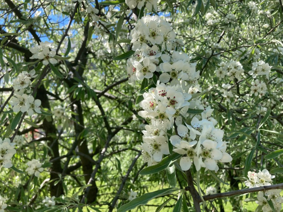Pyrus salicifolia pendula