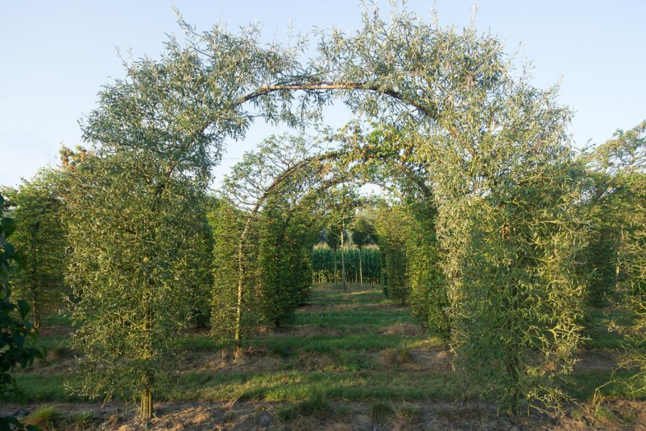Груша иволистная (лат. Pyrus salicifolia)