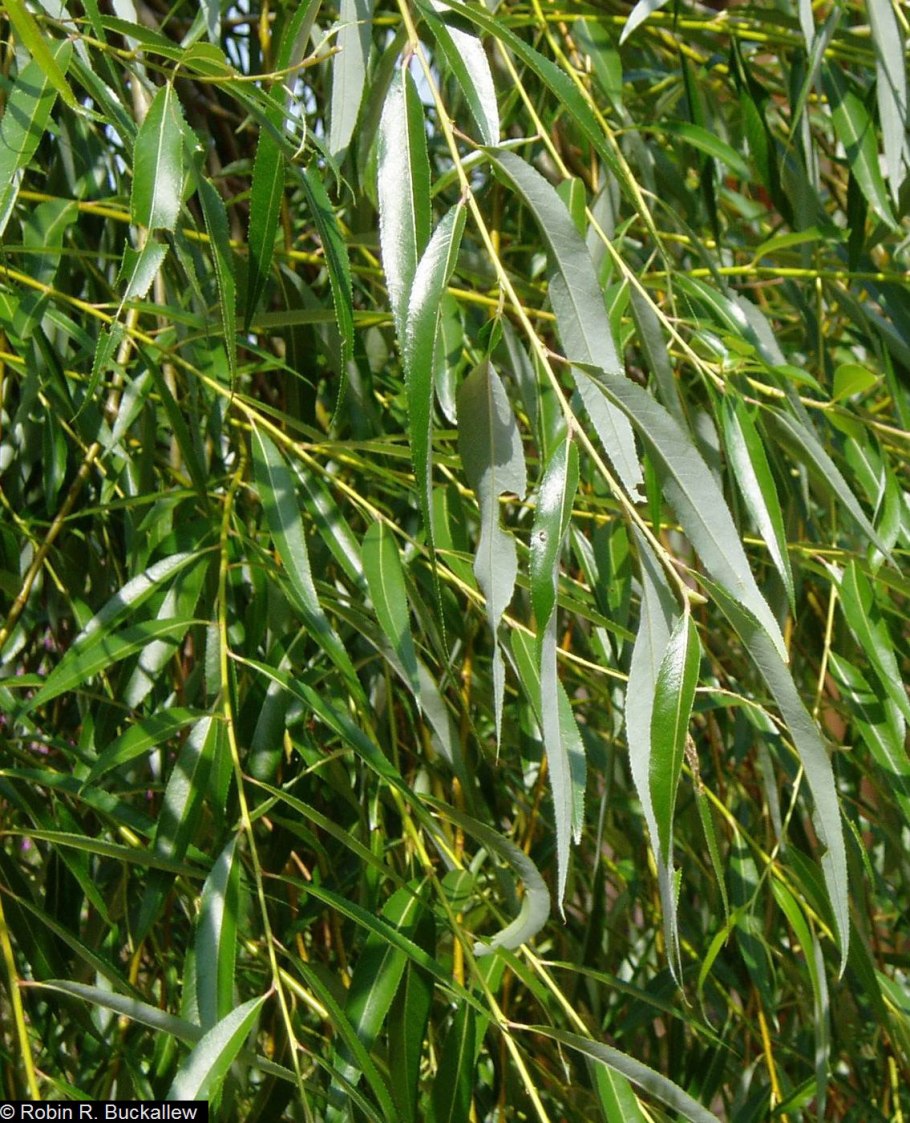 Ива белая salix alba