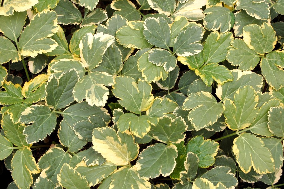 Imperatoria ostruthium