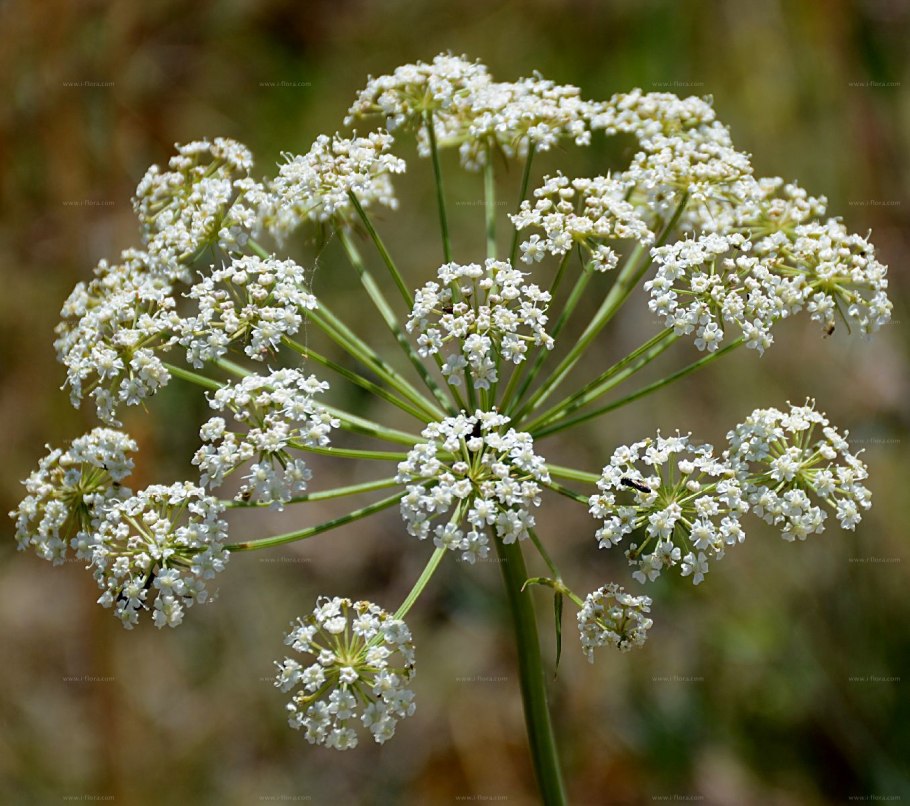 Peucedanum oreoselinum