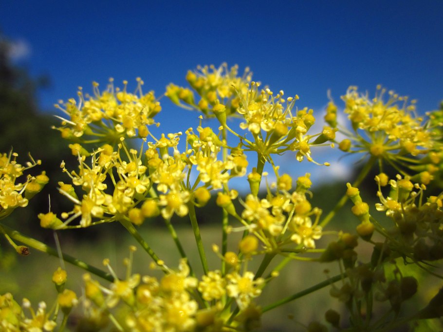 Peucedanum ruthenicum