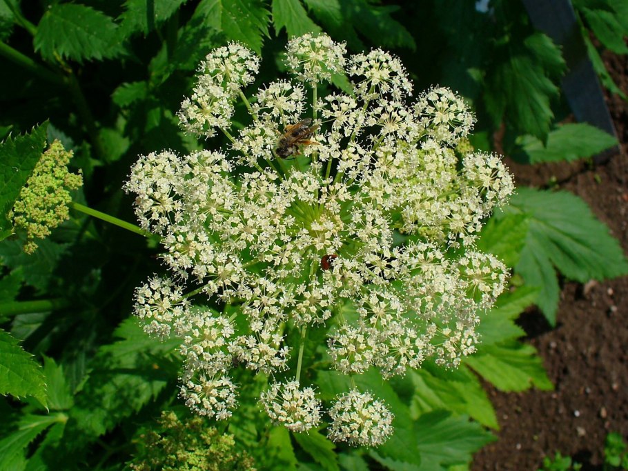 Laserpitium pruthenicum