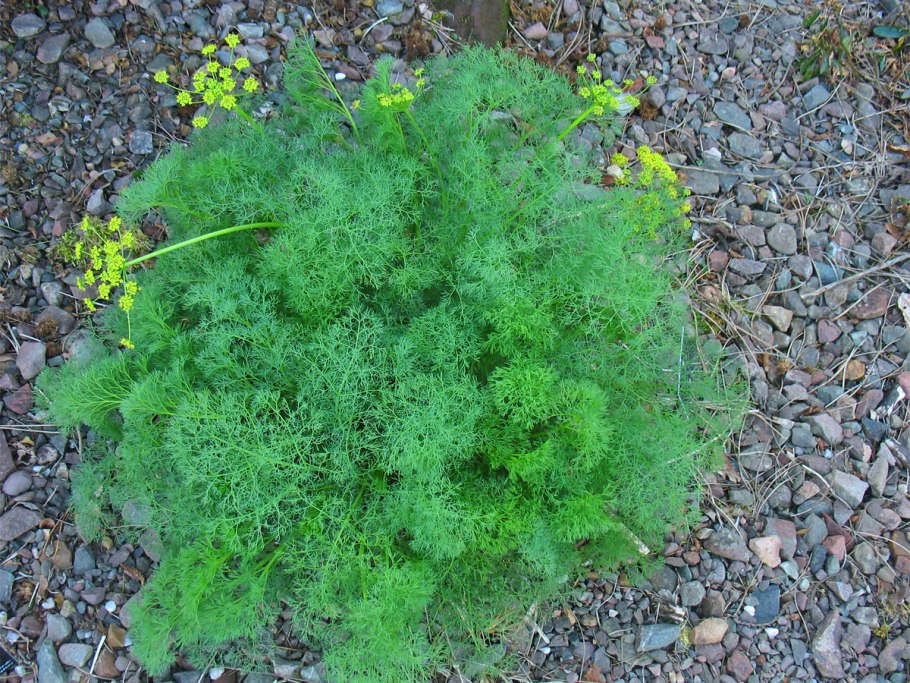 Peucedanum ostruthium