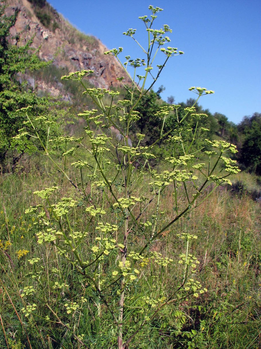 Peucedanum officinale