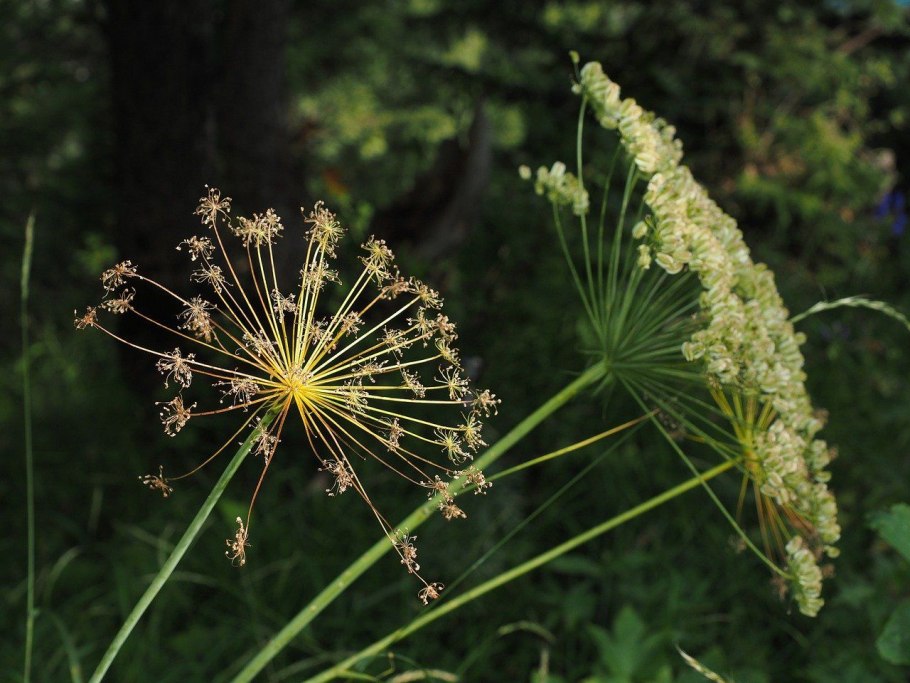 Peucedanum morisonii