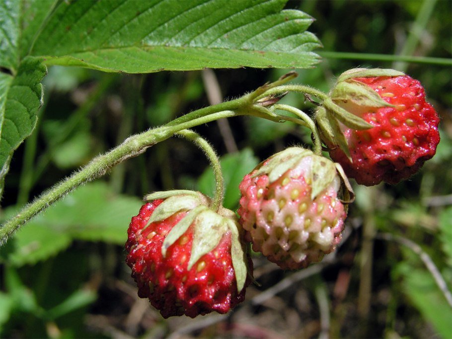 Зеленая клубника