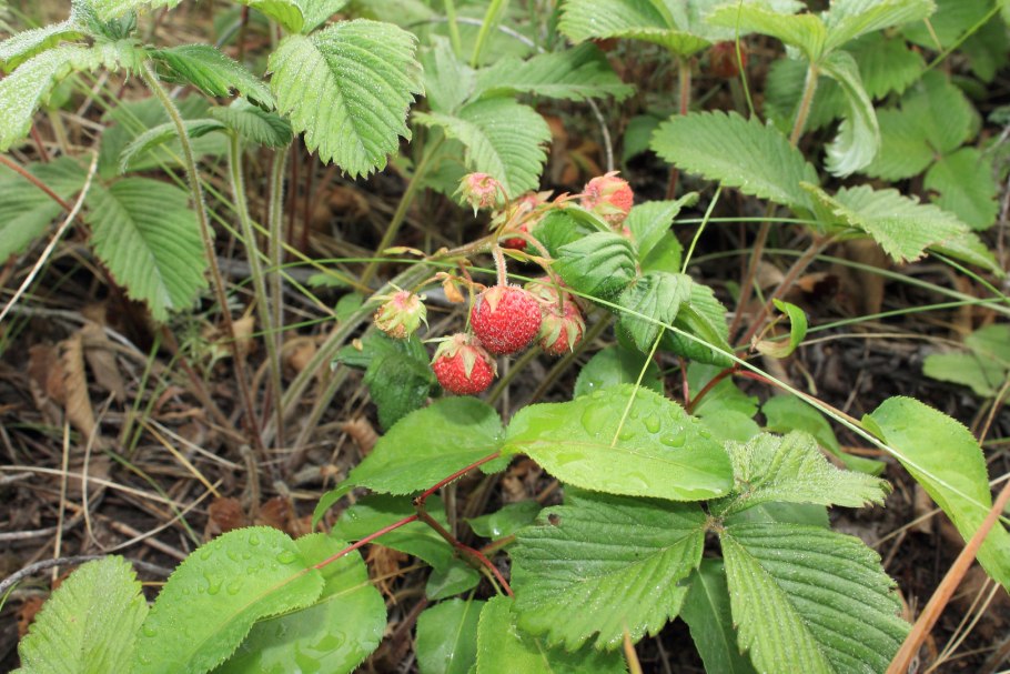 Земляника Летиция