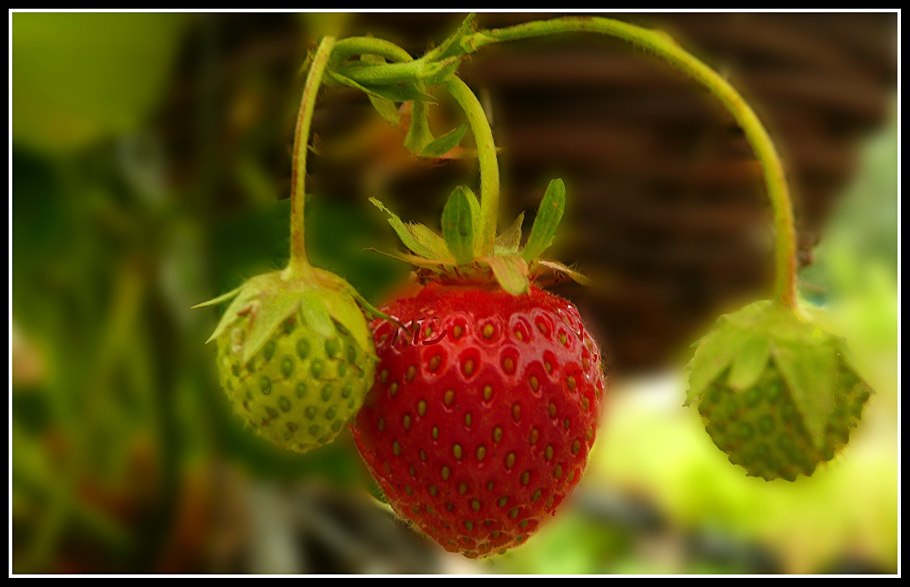 Неспелая клубника