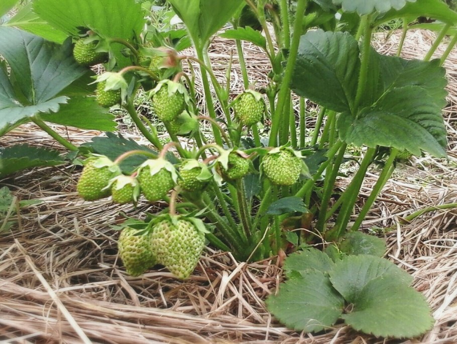 Земляника Полуница