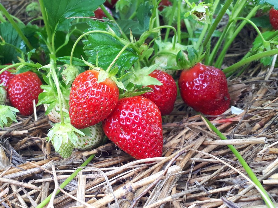 Холидей Fragaria vesca