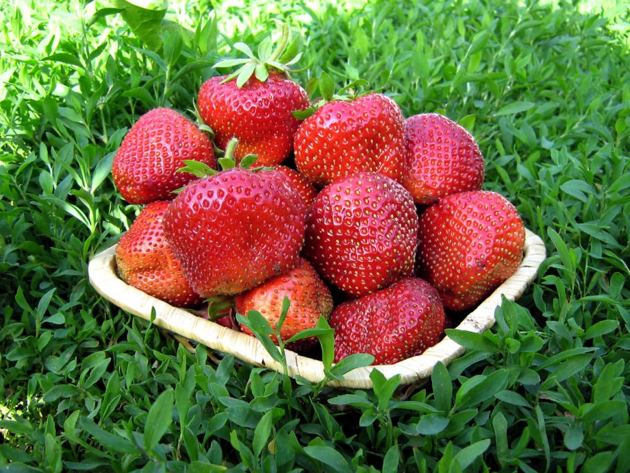 Земляника Лесная Fragaria viridis