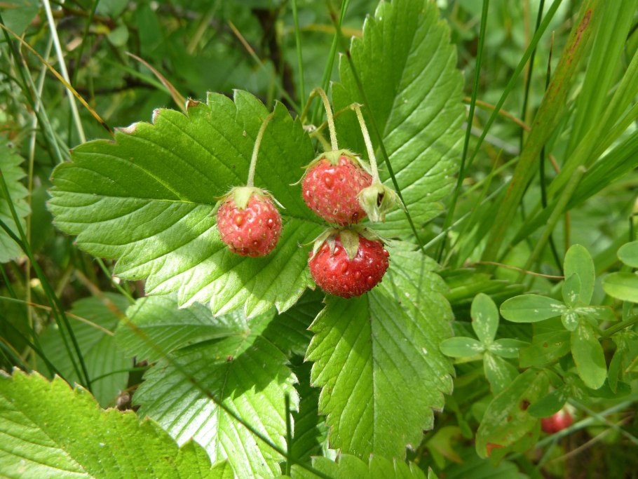 Fragaria viridis