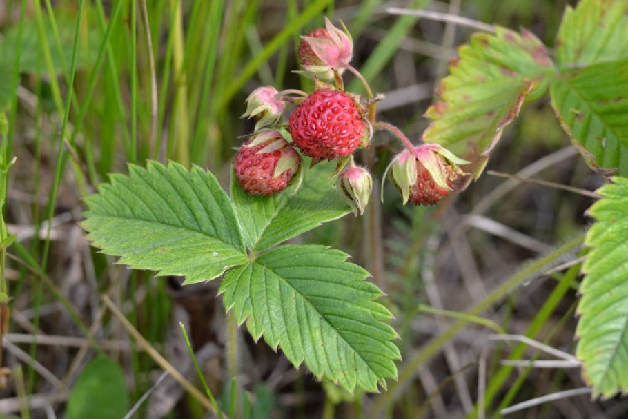 Земляника зеленая Fragaria viridis duch.