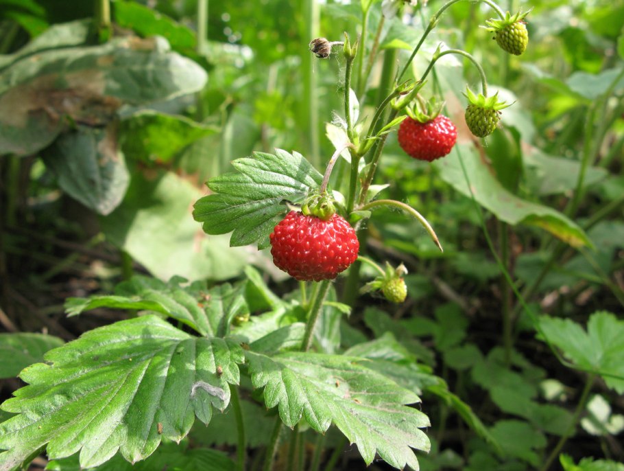 Прилистники земляники Лесной