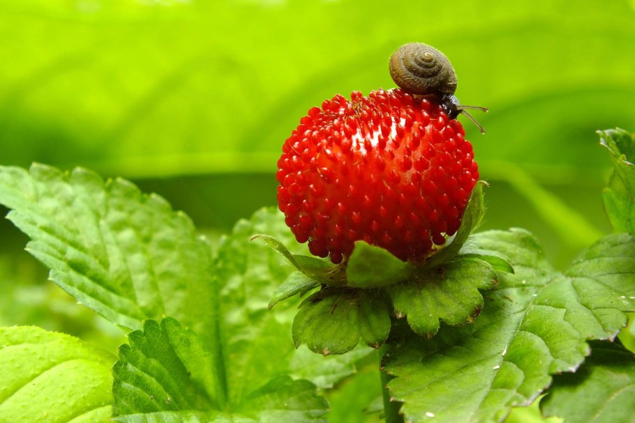 Fragaria viridis