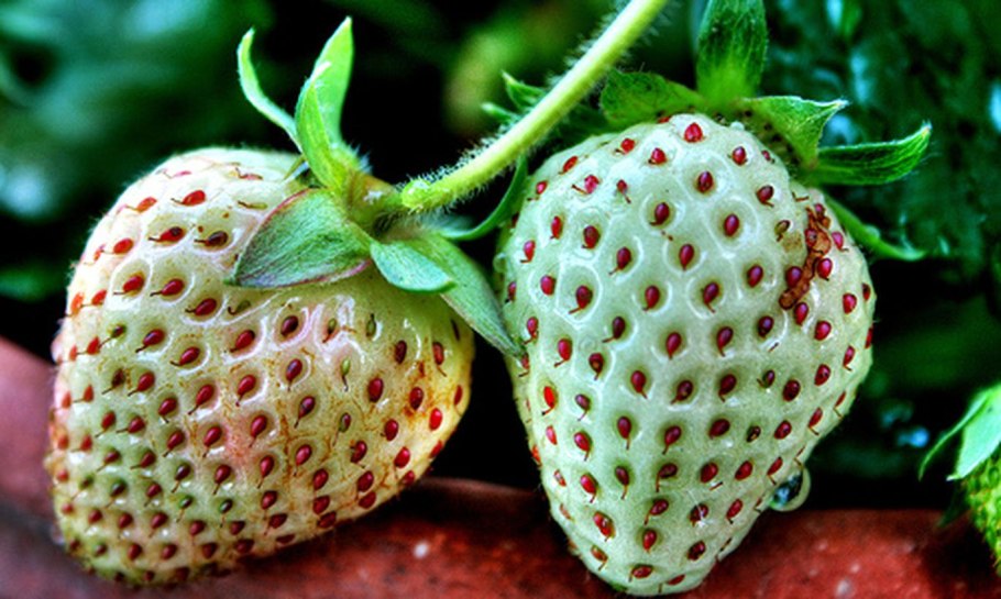 Плод земляники