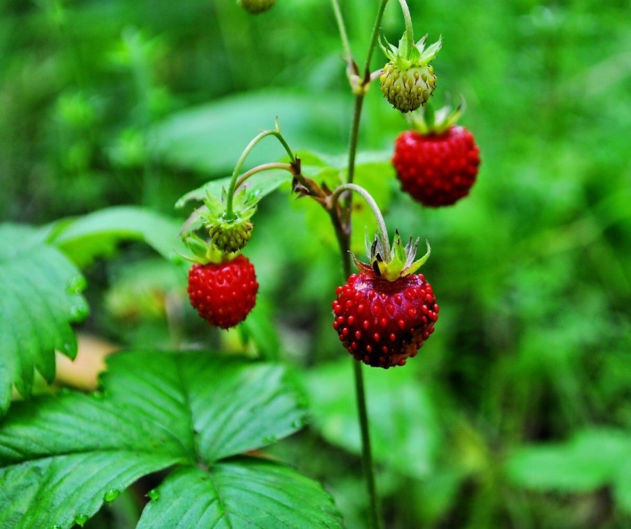 Земляника Лесная