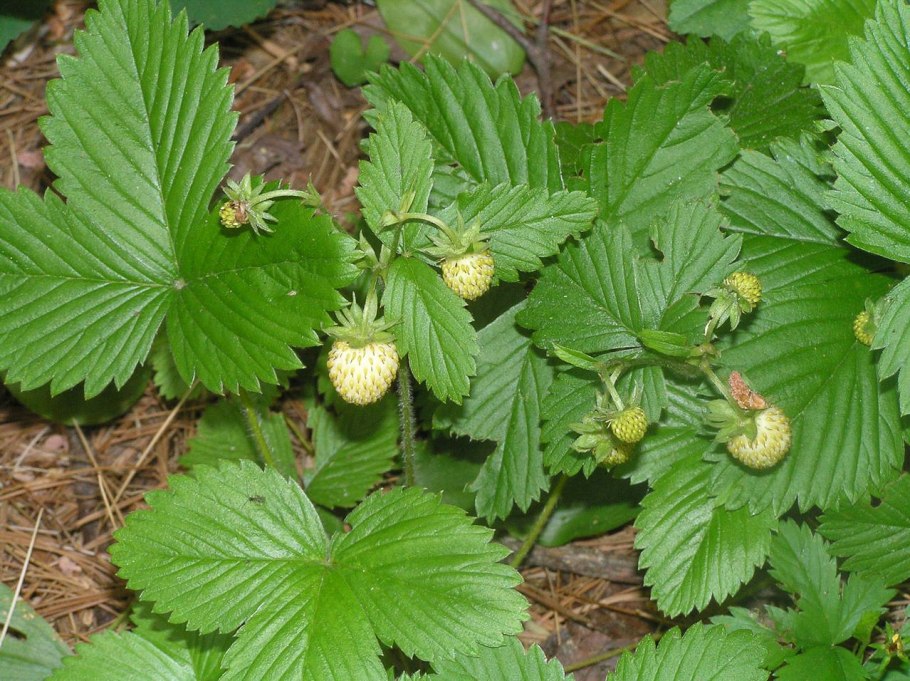 Земляника Лесная Неспелая