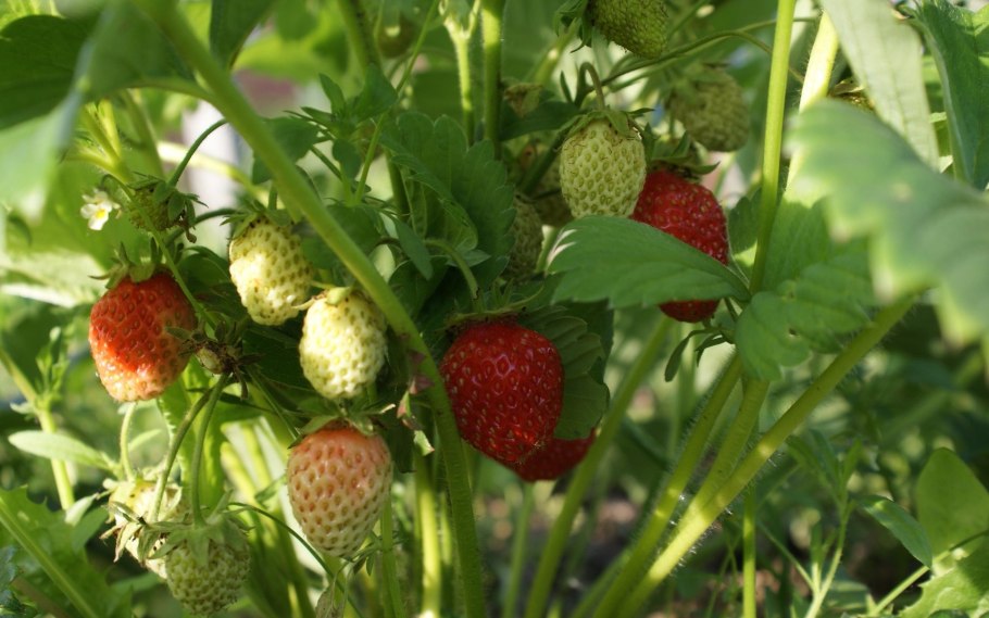 Зеленая клубника