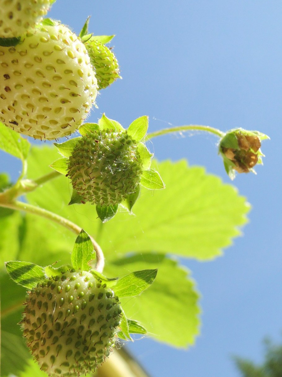 Клубника на голубом фоне
