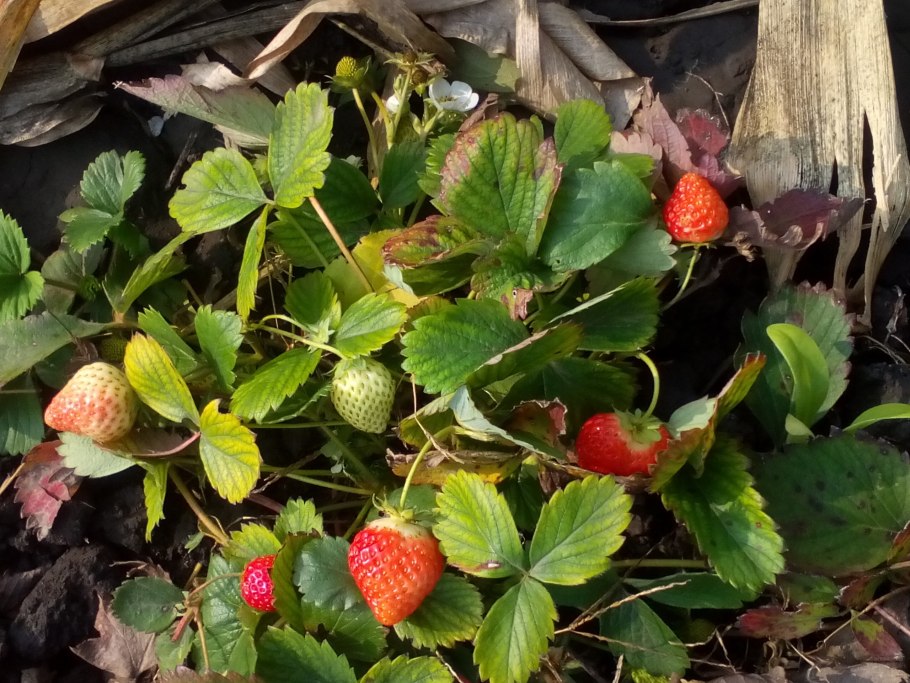 Клубника Луговая (Полуница)