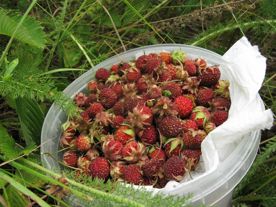 Клубника растение