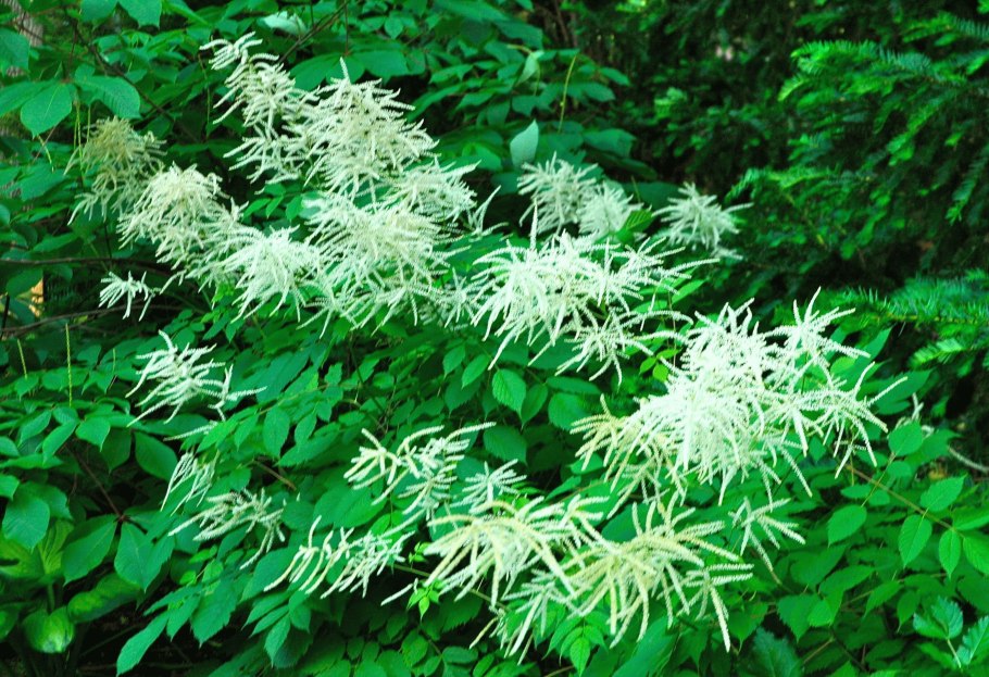 Leucocephala растение