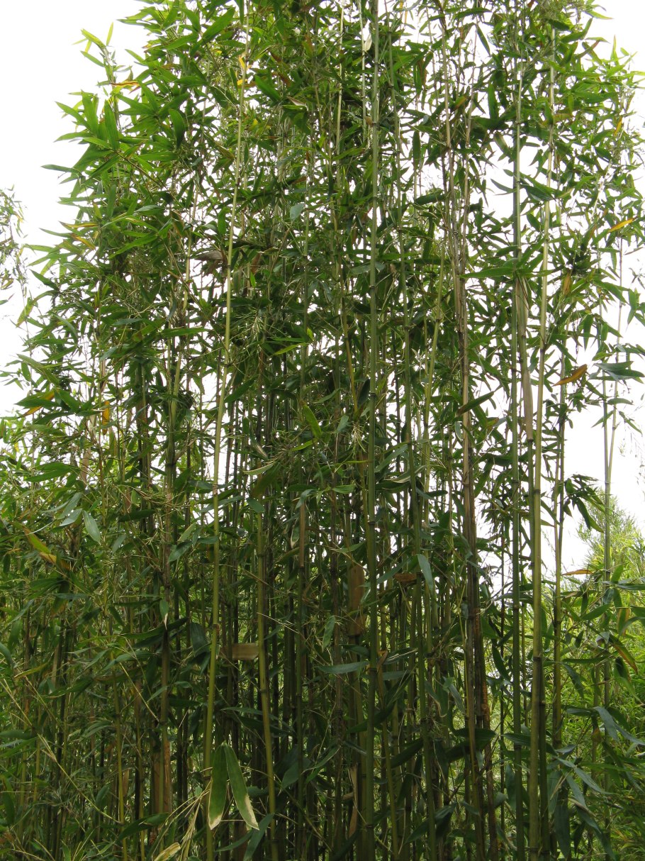 Бамбук Semiarundinaria fastuosa 'viridis'