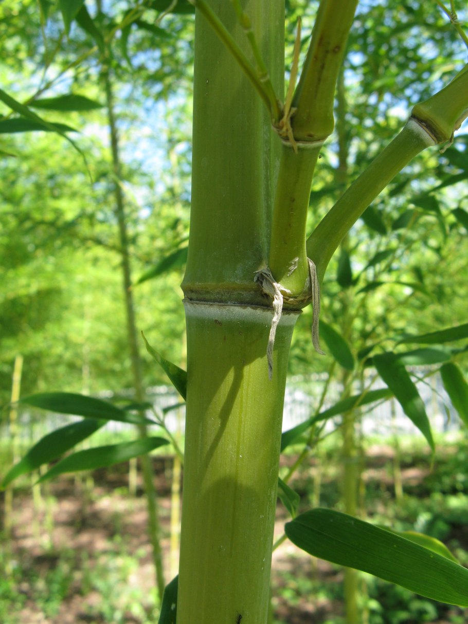 Семиарундинария пышная, великолепная