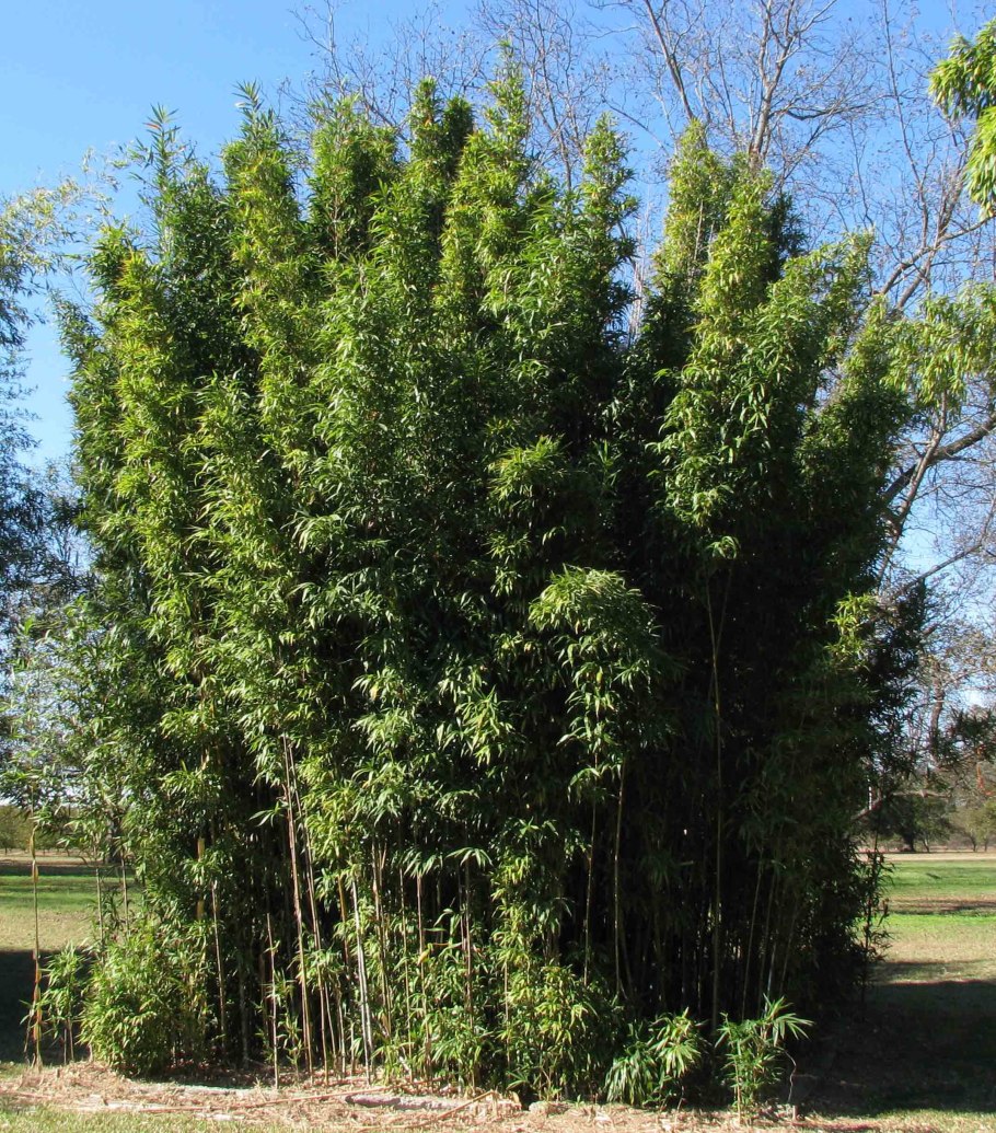 Фаргезия зонтичная