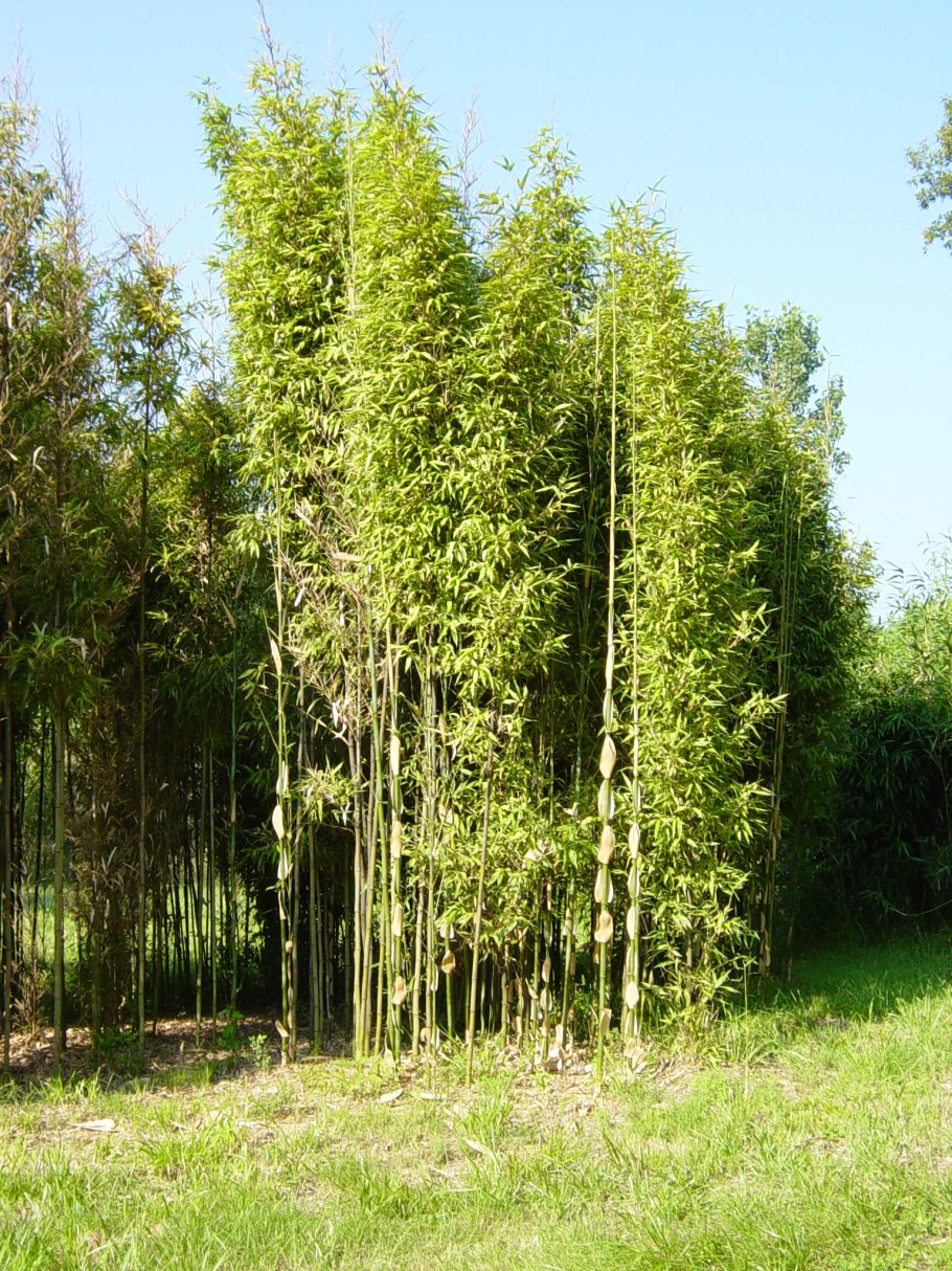 Семиарундинария пышная