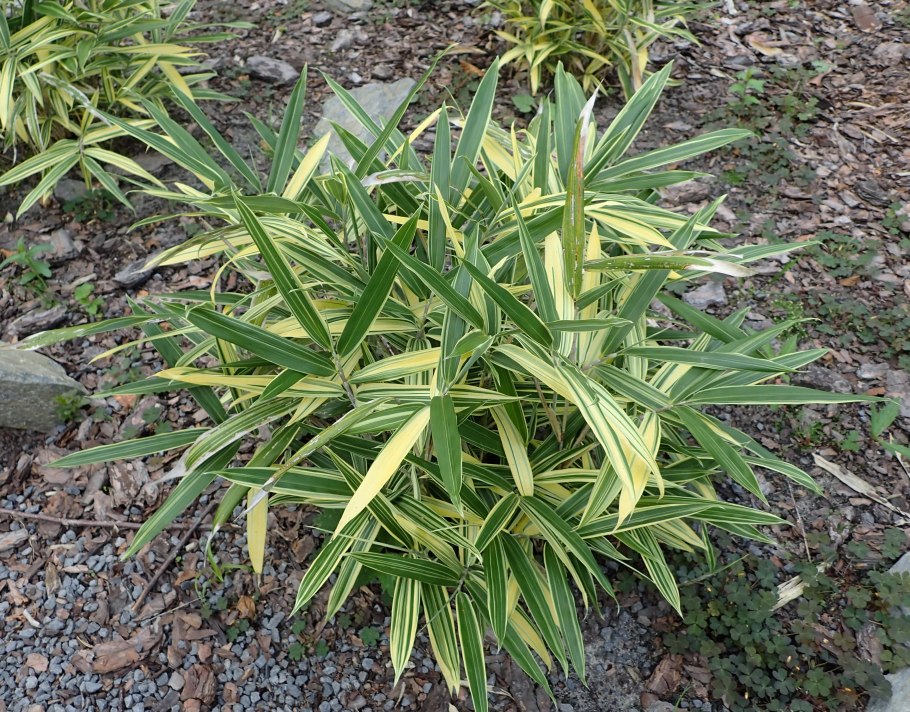 Красный бамбук