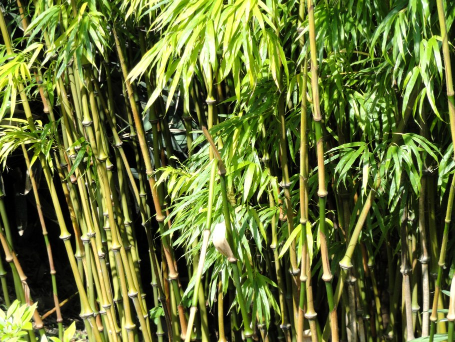 Erismann Elegance 3618-6