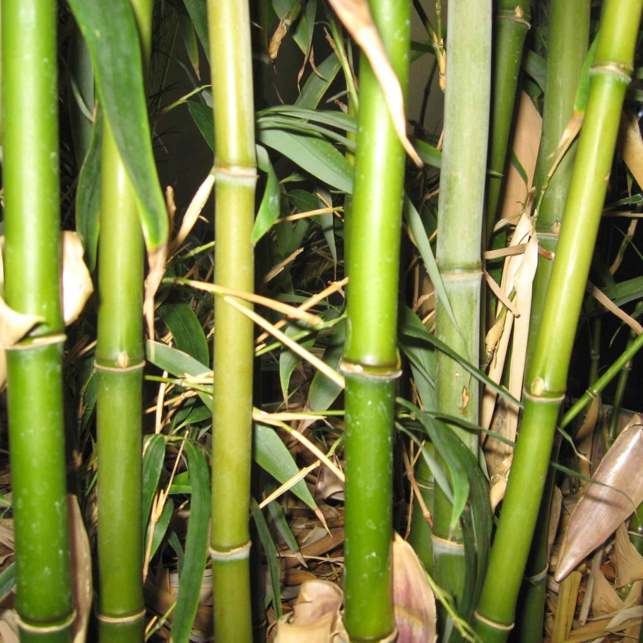 Indocalamus tessellatus