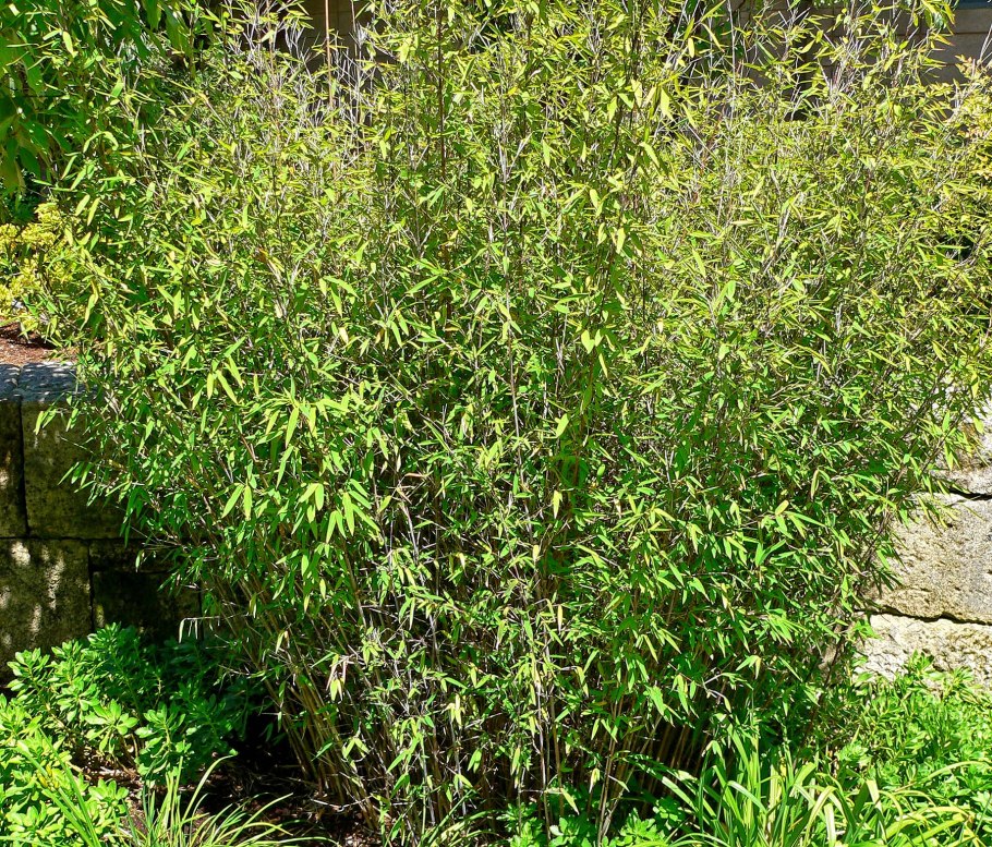 Chimonobambusa quadrangularis бамбук