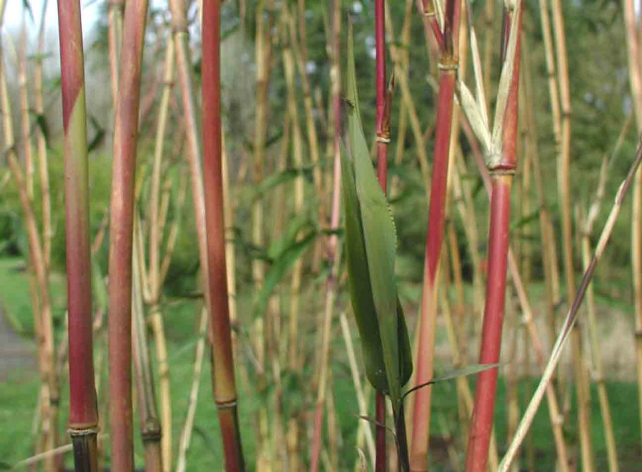 Материнская плата MSI 865gvm2-LS