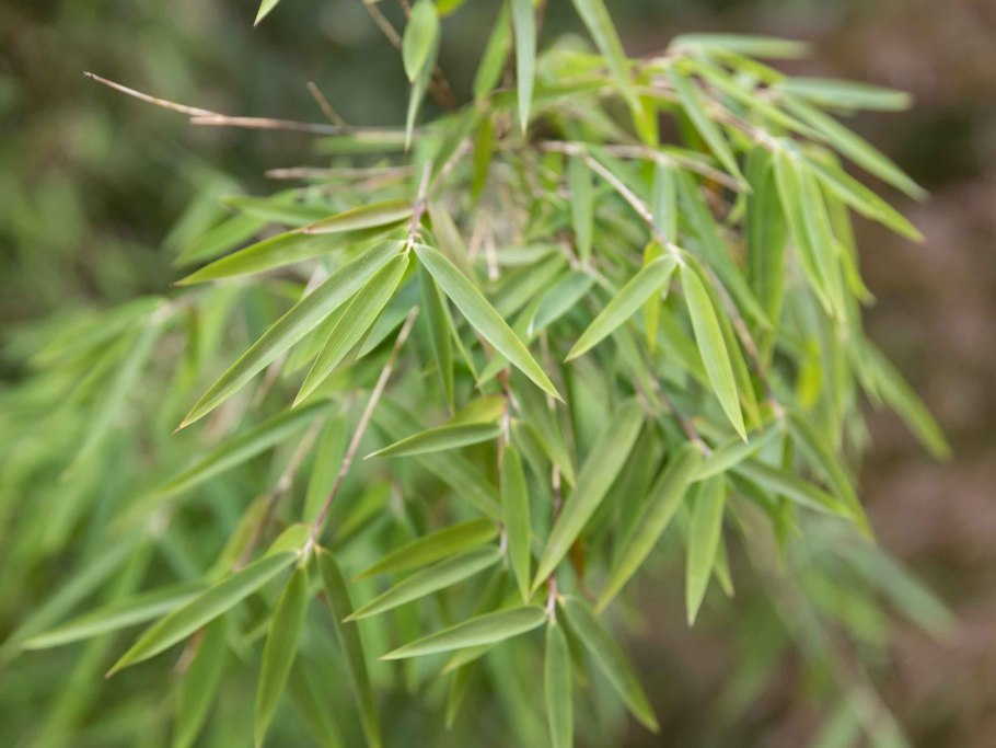 Бамбук Semiarundinaria fastuosa 'viridis'