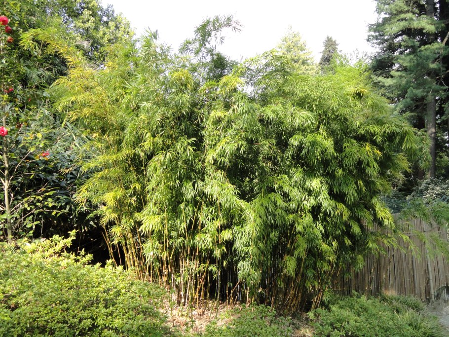 Bamboo Fargesia nitida