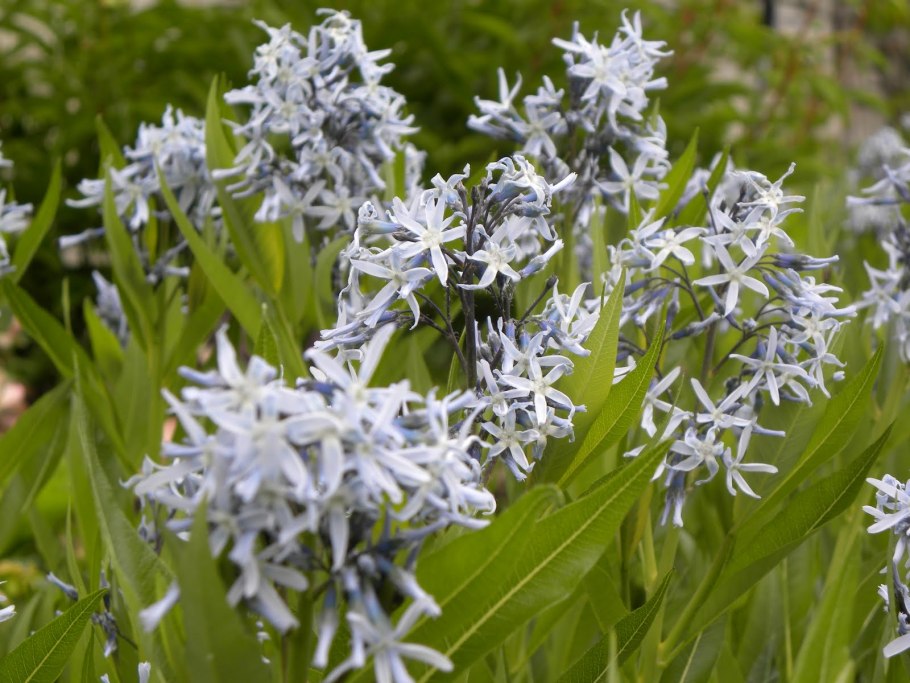 Амсония иволистная