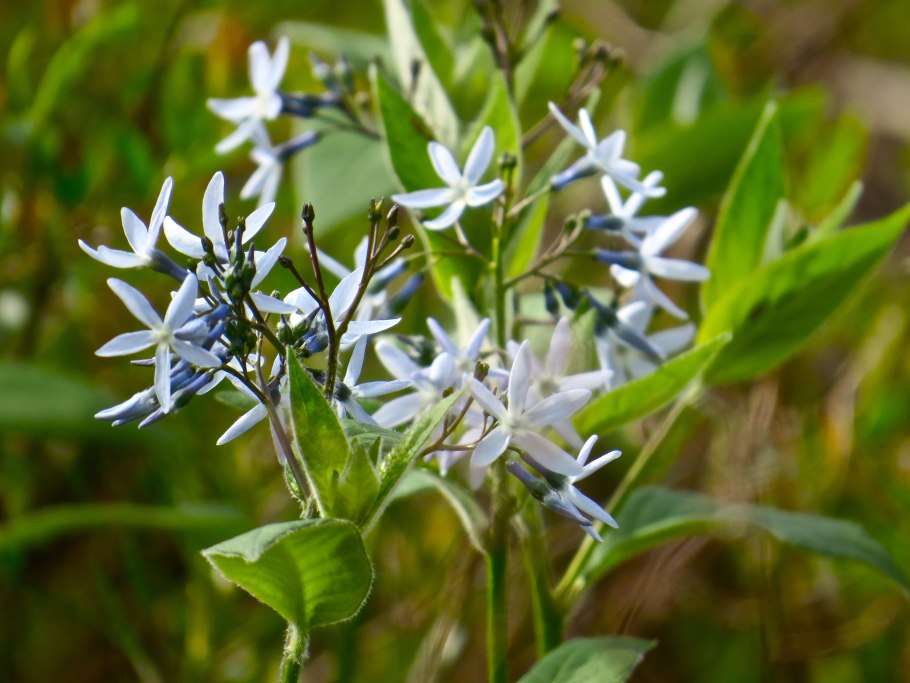 Амсония Табернемонтана
