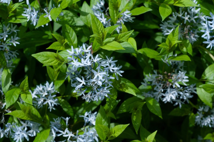 Amsonia Tabernaemontana