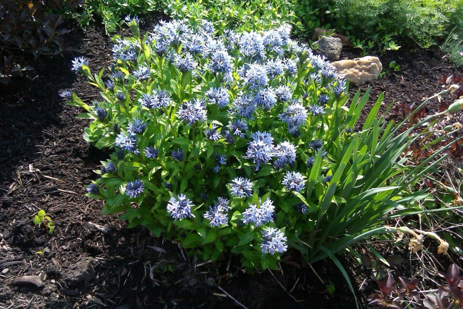 Амсония Восточная