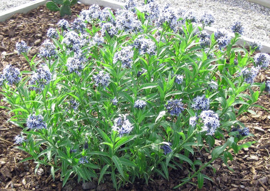 Амсония Хабричта