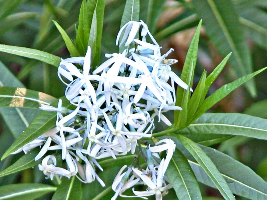 Растение Амсония белая